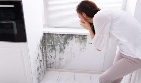 black mold removal in kenosha, the dry guys, kenosha mold removal