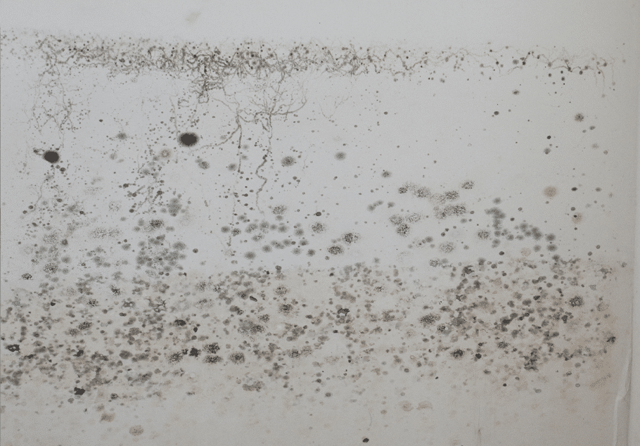 mold prevention kenosha, kenosha mold remediation, mold removal kenosha