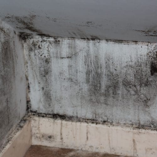 mold cleanup in kenosha, the dry guys, kenosha mold removal service